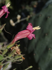Ruellia floribunda