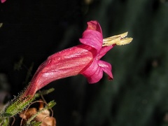 Ruellia floribunda