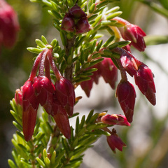 Erica monadelphia
