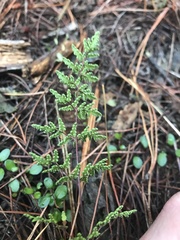 Cheilanthes sieberi sieberi