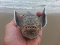 Astroscopus y-graecum