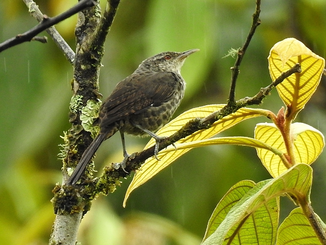 Thrush-like Wren illustration