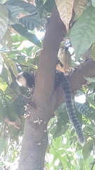 Callithrix geoffroyi