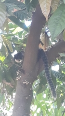 Callithrix geoffroyi