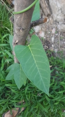 Araujia sericifera