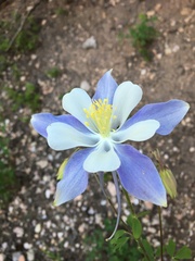 Aquilegia coerulea