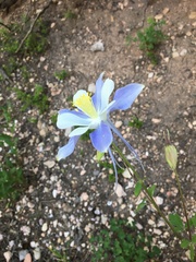 Aquilegia coerulea