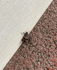 Nicrophorus quadripunctatus