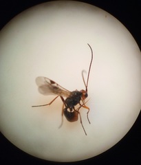 Dinocampus coccinellae