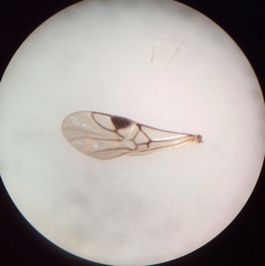 Dinocampus coccinellae