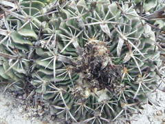 Echinofossulocactus phyllacanthus