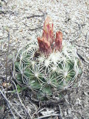 Coryphantha radians