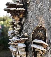 Schizophyllum commune