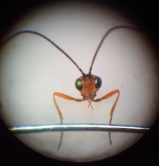 Dinocampus coccinellae