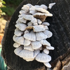 Schizophyllum commune