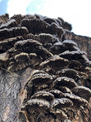 Schizophyllum commune