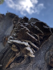 Schizophyllum commune