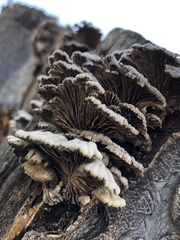 Schizophyllum commune