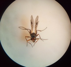 Dinocampus coccinellae