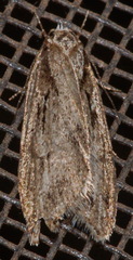 Semioscopis aurorella