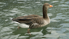 Anser anser