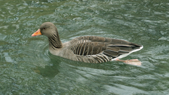 Anser anser