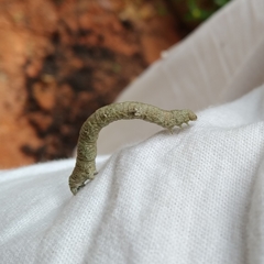 Geometridae