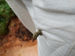 Geometridae