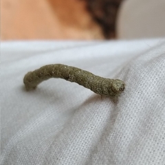 Geometridae