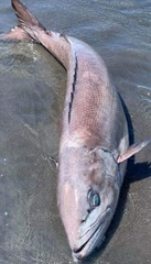 Ruvettus pretiosus