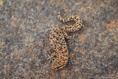 Pachydactylus capensis