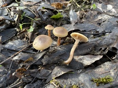 Meottomyces dissimulans