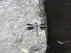 Diphlebia euphoeoides