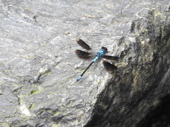 Diphlebia euphoeoides