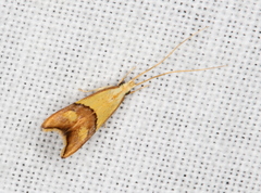 Crocanthes prasinopis