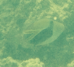 Rhinecanthus rectangulus