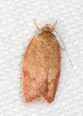 Oecophorinae