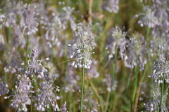 Allium paniculatum