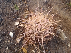 Homalocephala polycephala