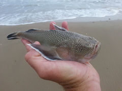 Astroscopus y-graecum
