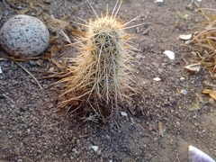 Echinocereus engelmannii