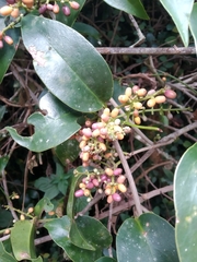 Angiospermae