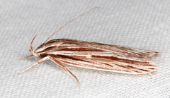 Leistarcha amphigramma