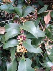 Angiospermae