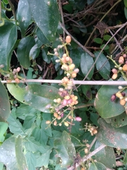 Angiospermae