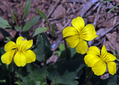 Viola nuttallii