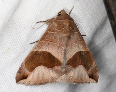 Bastilla solomonensis