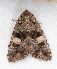 Condica macrosema