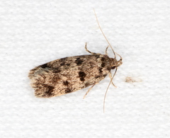 Barea subviridella