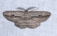 Scioglyptis loxographa